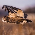 Female Great Horned Owl, Valle de Oro National Wildlife Refuge, New Mexico, USA